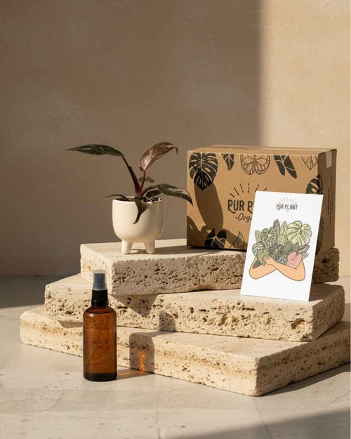 Gift Set Rosé – Philodendron Pink Princess