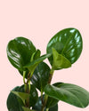 Peperomia Obtusifolia Mini