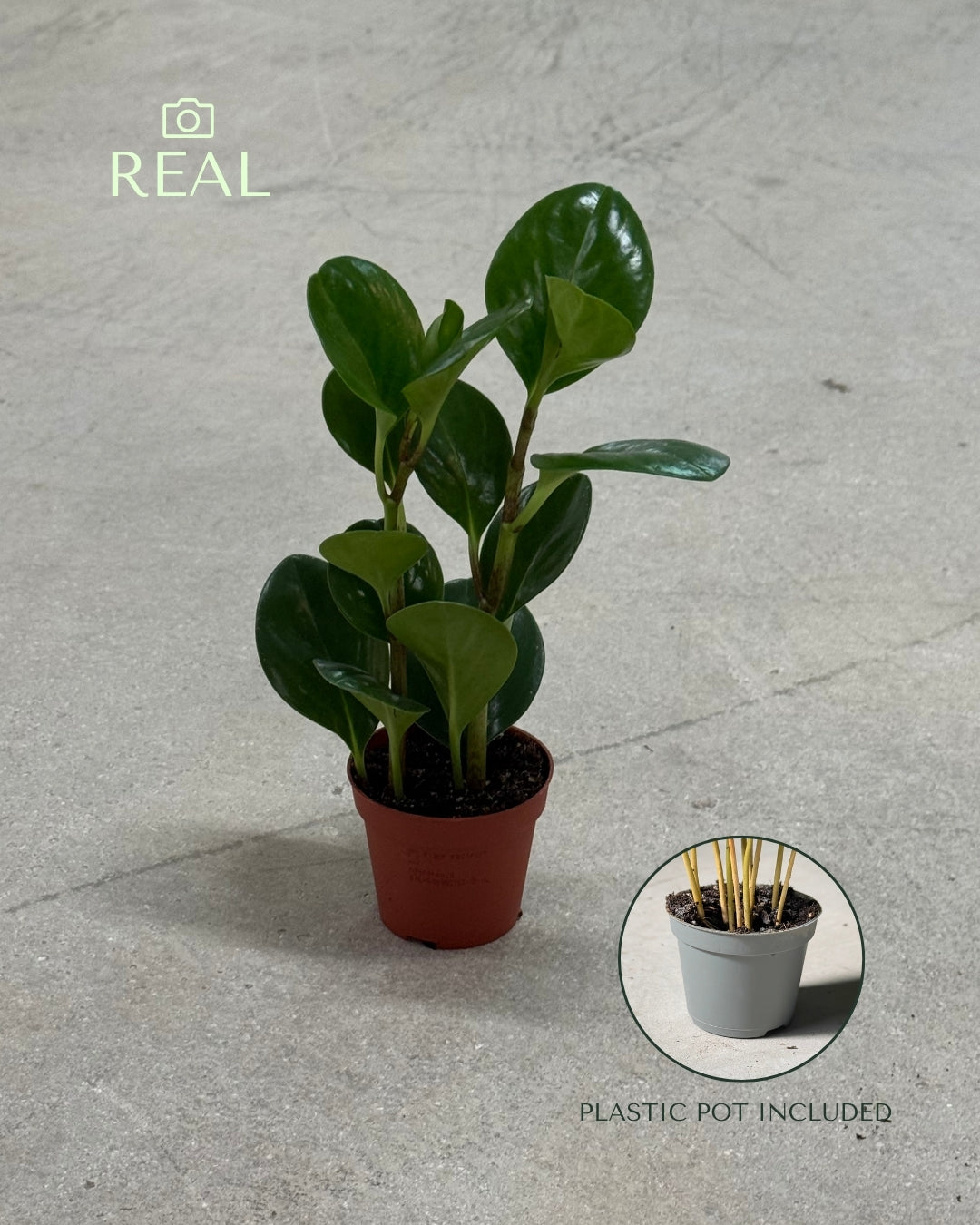 Peperomia Obtusifolia Mini