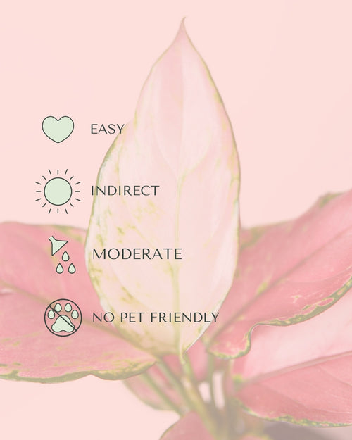 Aglaonema Pink M