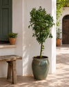 Árbol Kumquat XL