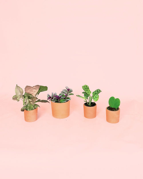Pack 4x Mini Plantas Fáciles de Cuidar