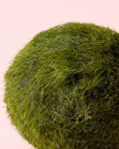 2x Marimo Ball – Mini Bola de Musgo Viva 3 cm - Pur Plant