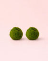 2x Marimo Ball – Mini Bola de Musgo Viva 3 cm - Pur Plant