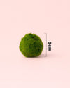 2x Marimo Ball – Mini Bola de Musgo Viva 3 cm - Pur Plant