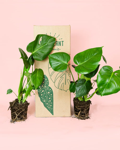 2x Monstera Deliciosa M - Pur Plant