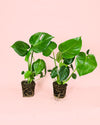 2x Monstera Deliciosa M - Pur Plant