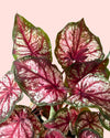 Caladium Xplorer M