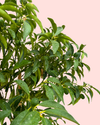 Árbol Kumquat XL