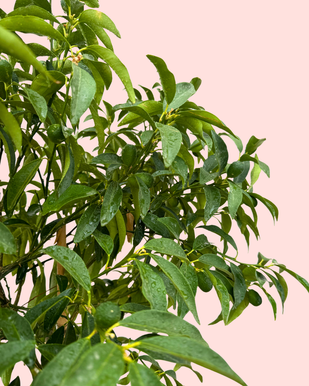 Árbol Kumquat XL