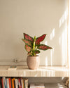 Aglaonema Pink M