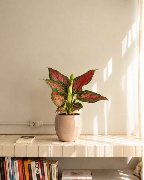 Aglaonema Pink M