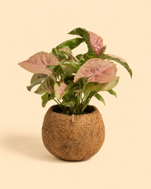 Maceta de Coco S - 7 cm