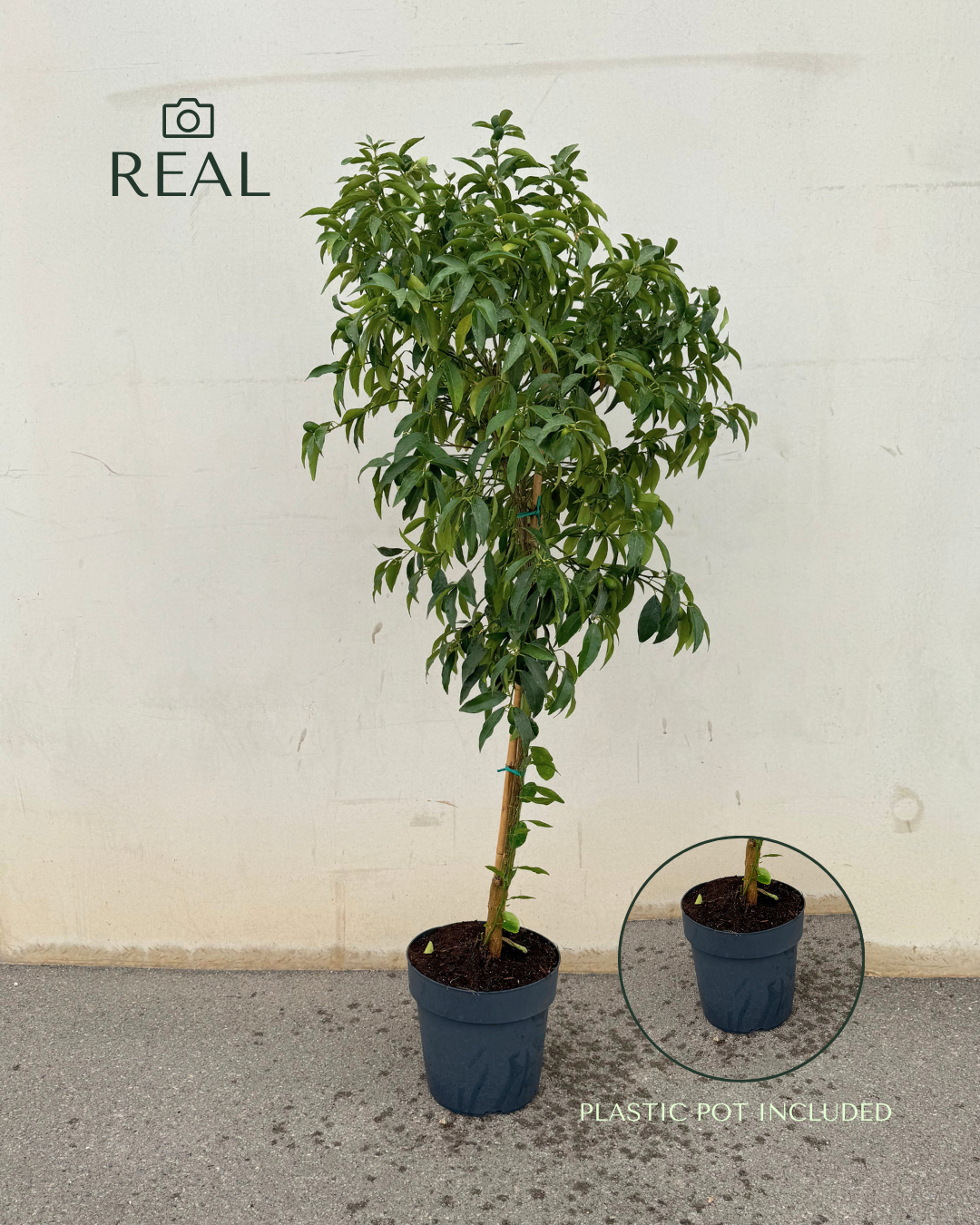 Árbol Kumquat XL
