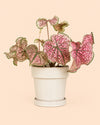 Maceta Cerámica Decorativa Beige M