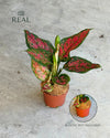 Aglaonema Pink M