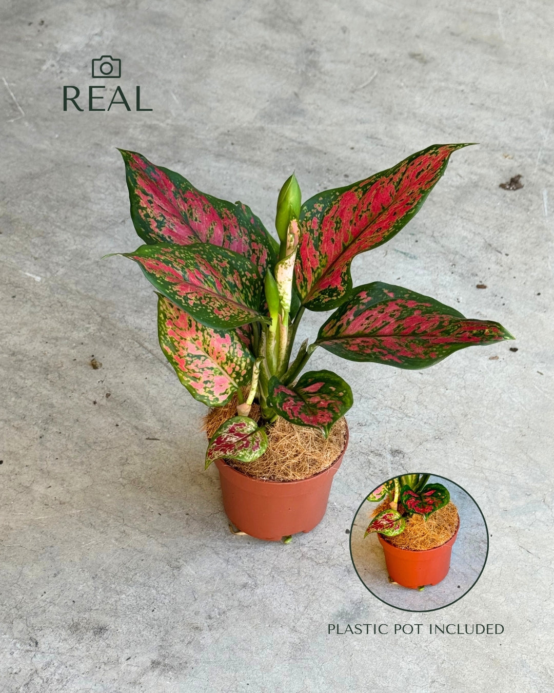 Aglaonema Pink M