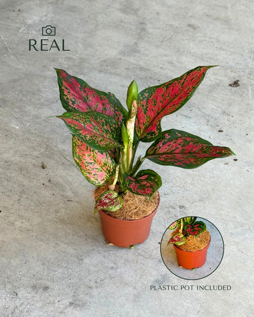 Aglaonema Pink M