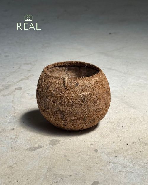 Maceta de Coco S - 7 cm