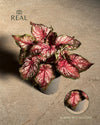 Caladium Xplorer M