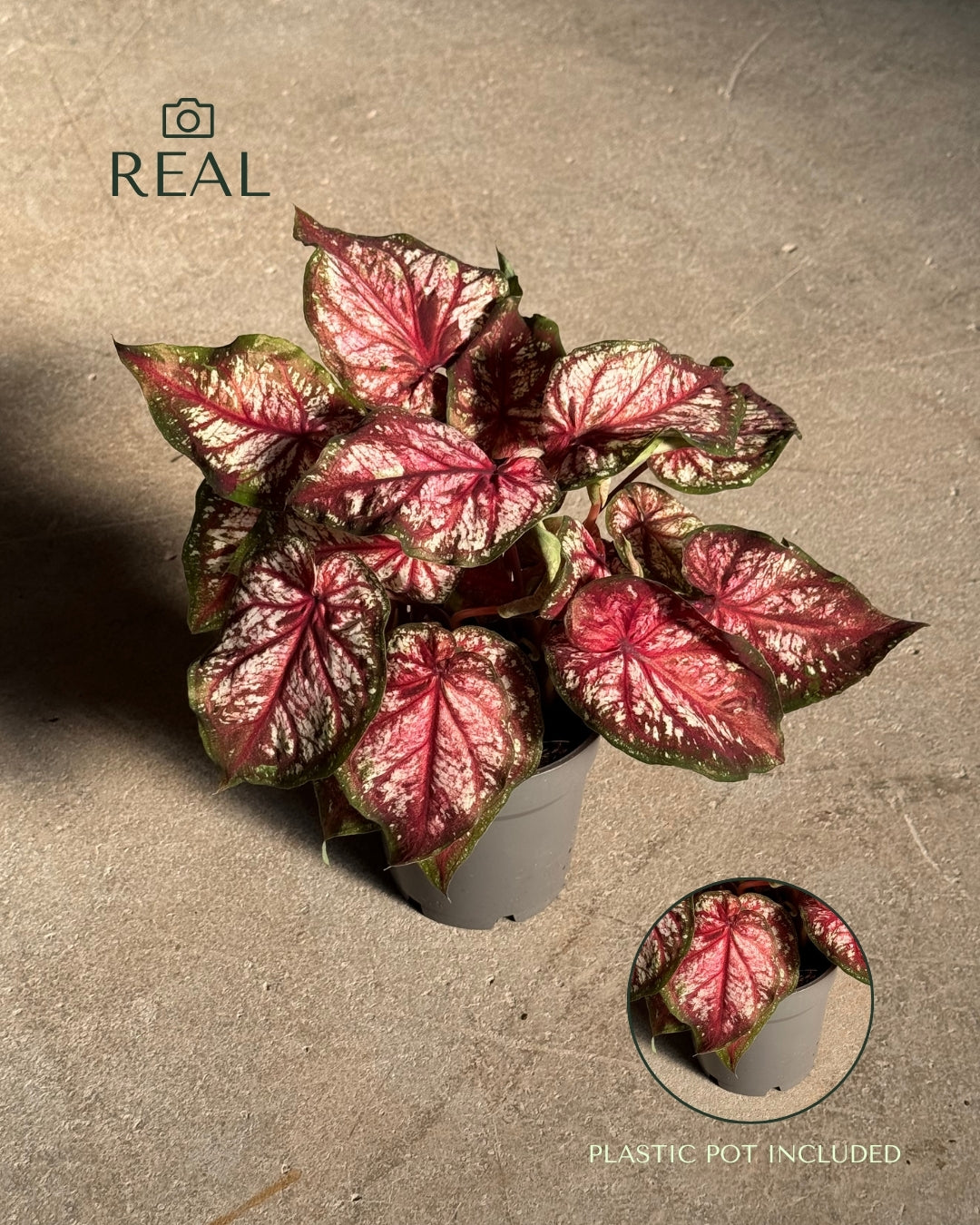 Caladium Xplorer M