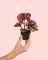 Caladium Purple Light Mini