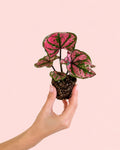Caladium Purple Light Mini