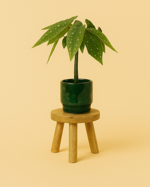 Soporte de madera para mini maceta 6-9 cm