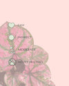 Caladium Purple Light Mini