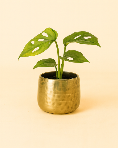 Elegans - Mini Maceta Dorada 6 cm