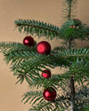 Abeto de Navidad - Abies Nordmann M