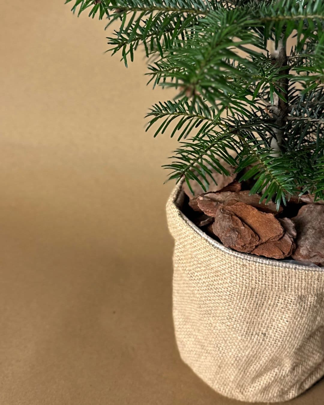 Abeto de Navidad - Abies Nordmann M