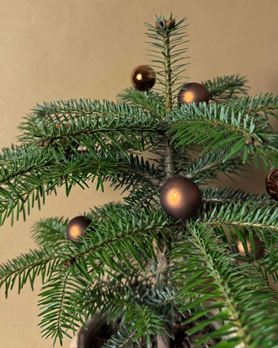 Abeto de Navidad - Abies Nordmann M