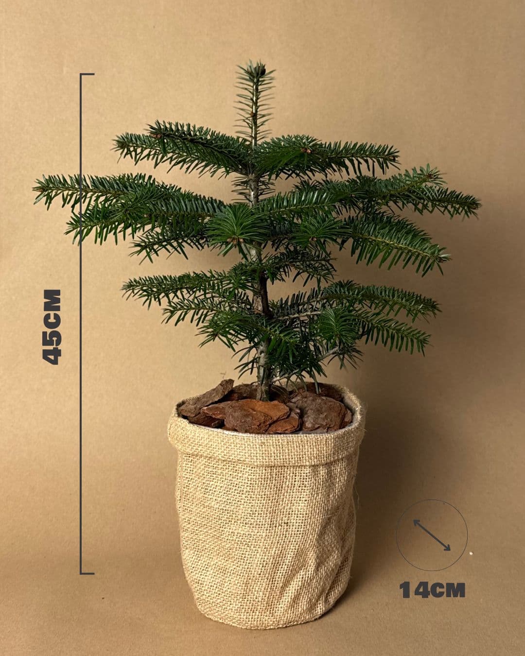Abeto de Navidad - Abies Nordmann M