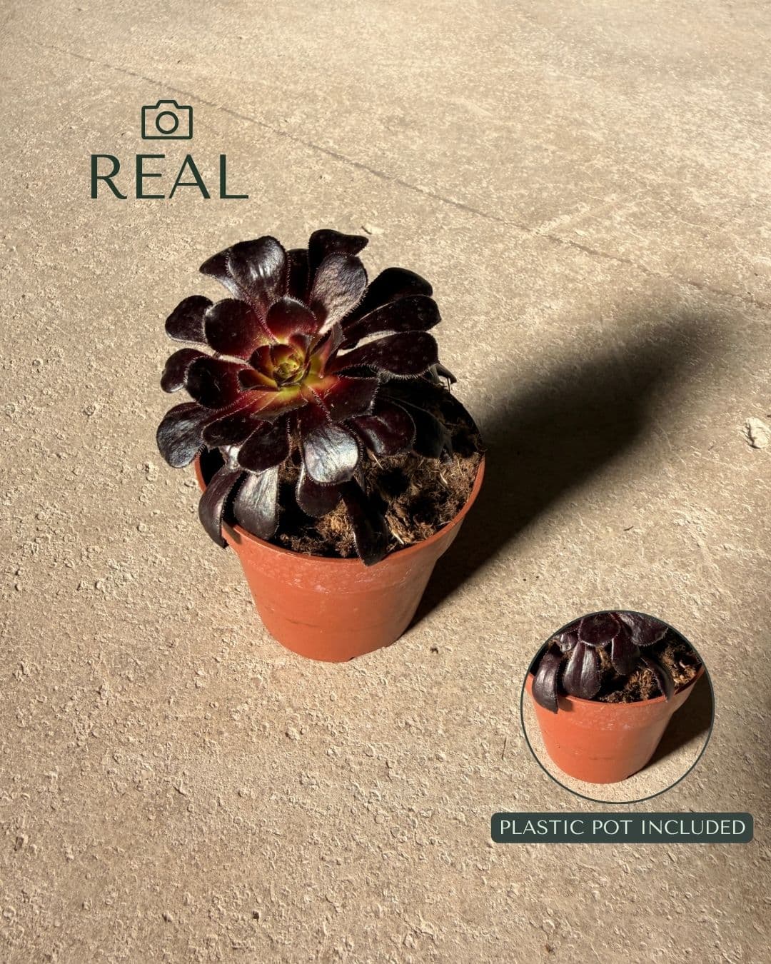 Aeonium Schwartzkopf mini imagen real