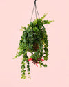 Aeschinantus Bluster-Planta Pintalabios M