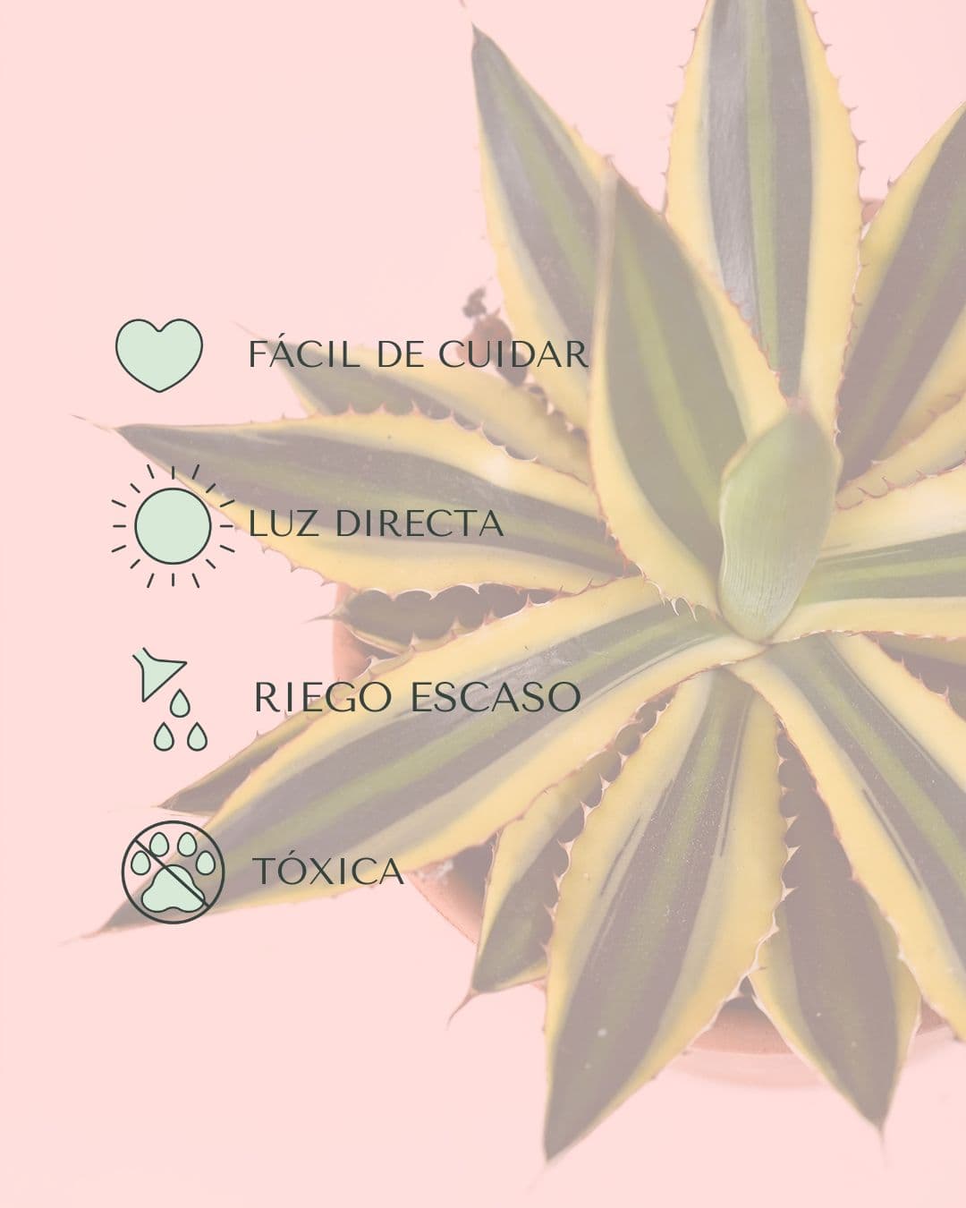 Agave Quadricolor cuidados