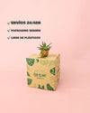 Agave Quadricolor envio packaging