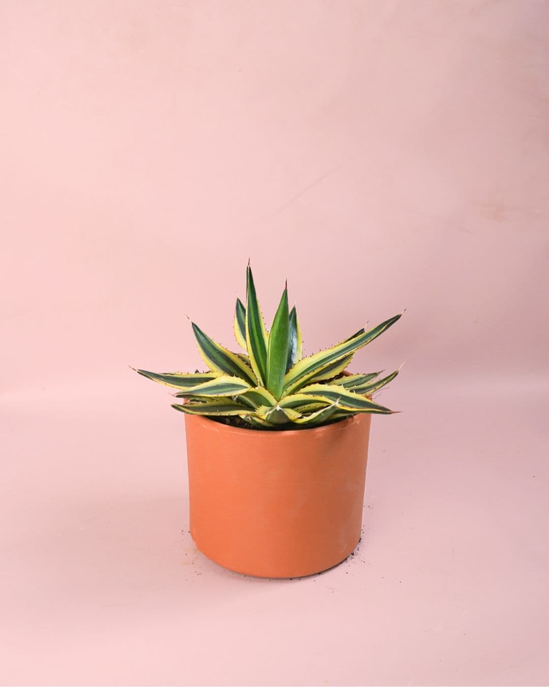Agave Quadricolor maceta