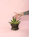 Agave Quadricolor planta