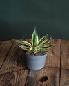 Agave Quadricolor sala