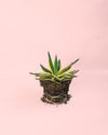Agave Quadricolor