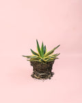 Agave Quadricolor M