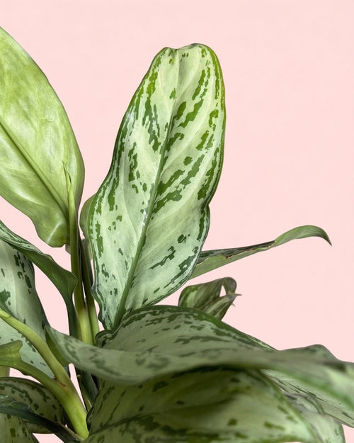 Aglaonema Silver Queen M