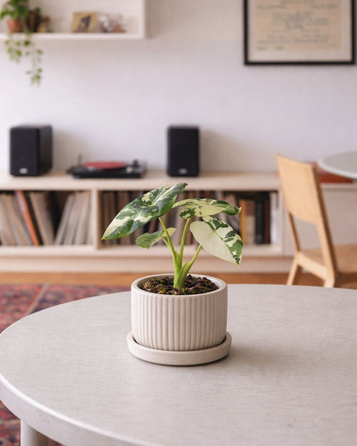 Alocasia-Frydek-Variegata-Mini-contexto