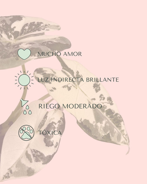 Alocasia-Frydek-Variegata-Mini-cuidados