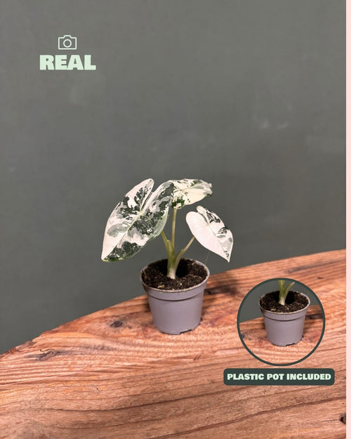Alocasia-Frydek-Variegata-Mini-real