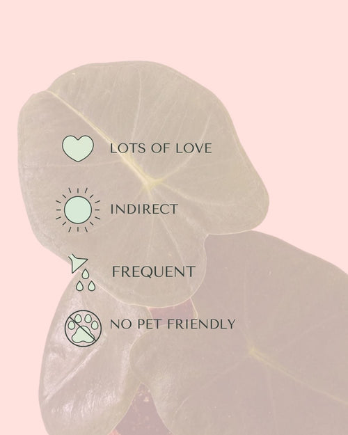 Alocasia Frydek Mini