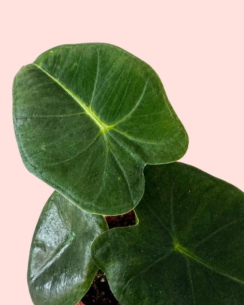 Alocasia Frydek Mini