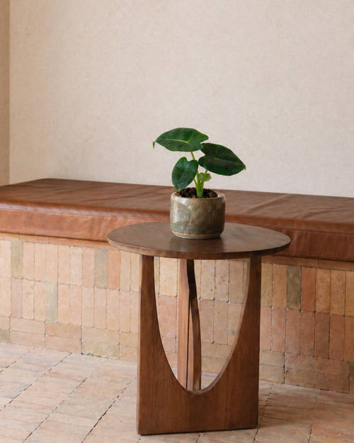 Alocasia Frydek Mini